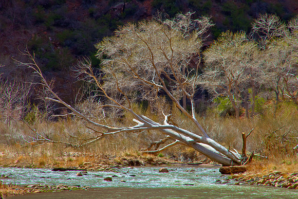 Tree stretching across the Virgin River, Zion National Park