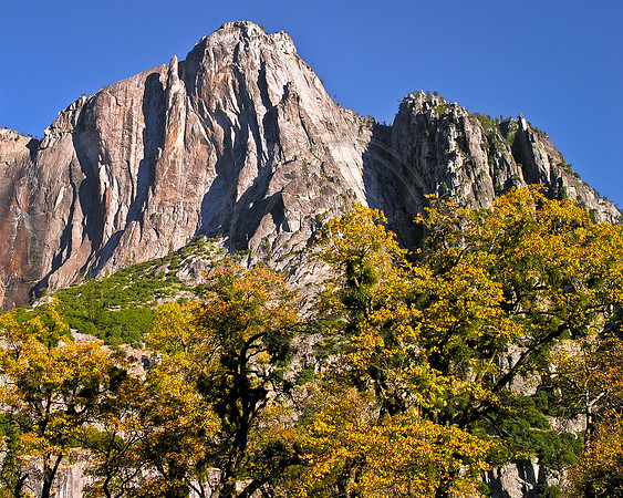 Fall color under Lost Arrow, Yosemite National Park