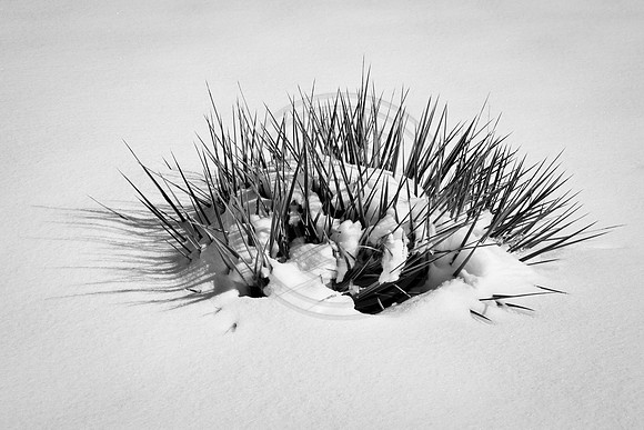 Yucca in snow, Dawson Butte, Colorado