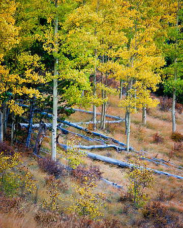 CO, "Devils Playground", "Pike National Forest", "Pikes Peak", "The Crags", USA