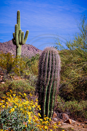 Desert color, San Tan Mountain Regional Park, Arizona