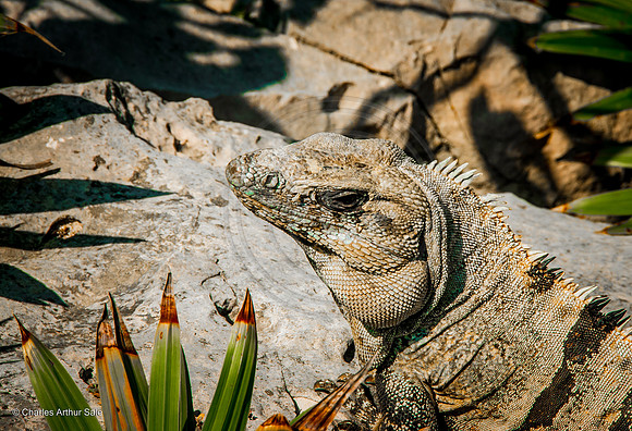 Watchful iguana among rocksm, Maya ruins at Tulum