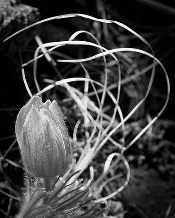 Wildflower in grass along Graves Trail, Colorado Springs