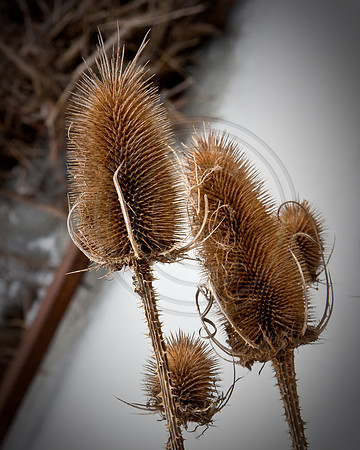 Thistles in winter, Santa Fe Trail, Colorado Springs