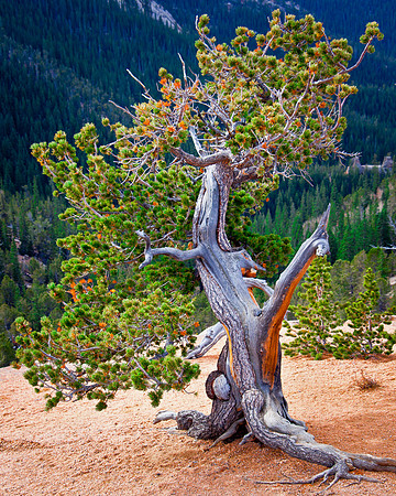 CO, "Devils Playground", "Pike National Forest", "Pikes Peak", "The Crags", USA