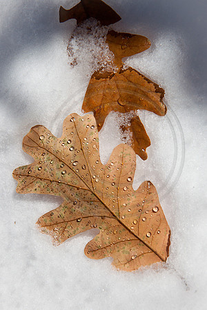Water beads on oak leaf, Dawson Butte, Douglas County