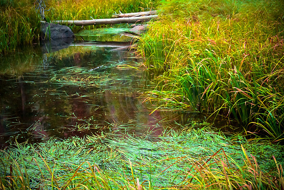 Log over still water, East Inlet, Grand Lake