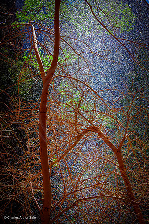 Trees behind waterfall, Emerald Pools, Zion Canyon, Zion National Park