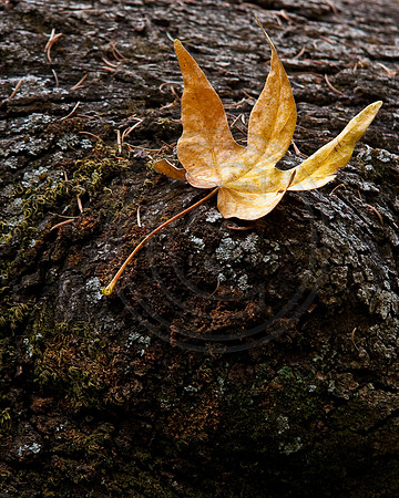 Leaf reaching up, Mount Wilson Trail, Sierra Madre