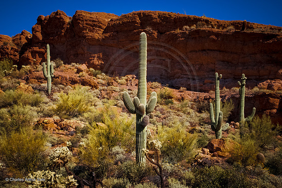 Saguaro under cliff, Second Water Trail from First Water TH, Superstition Wilderness Area, Tonto National Forest, Arizona