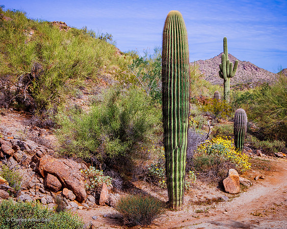 Saguaro and barrel cactus, San Tan Mountain Regional Park, Arizona