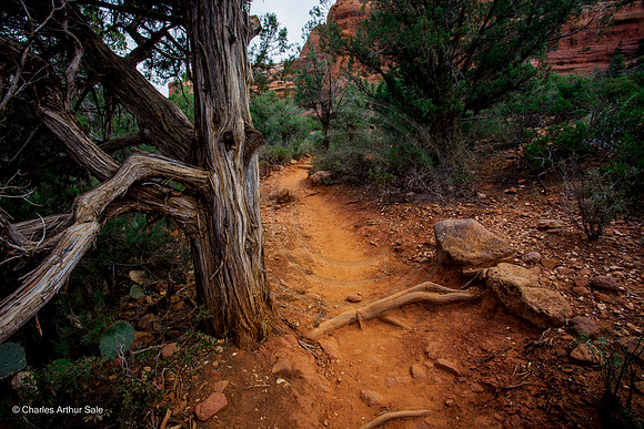 Juniper, Boynton Canyon, Red Rock Secret Mountain Wilderness, Coconino National Forest, Arizona