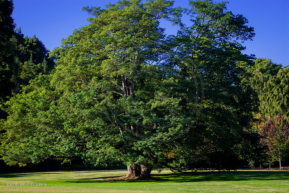 Big Tree, Arboretum, Arcadia, California