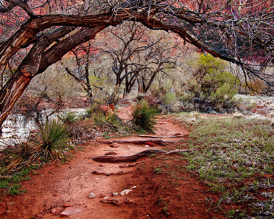 Trail along the Virgin River, Zion National Park