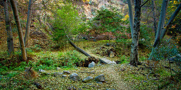 Footbridge over stream, Monrovia Canyon