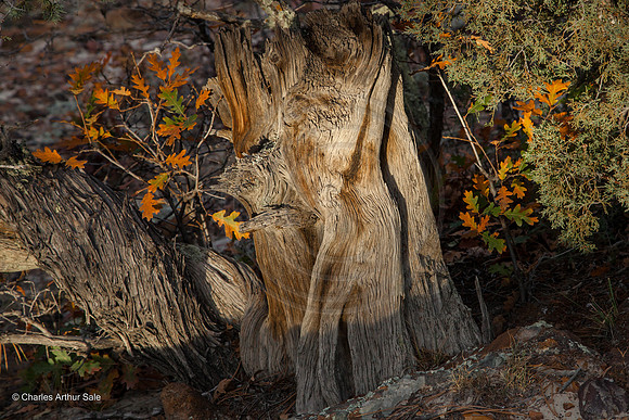 "Old Man" (Ute Valley, Colorado Springs)