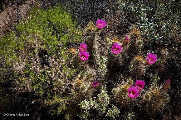 Hedgehog Cactus, Second Water Trail from First Water TH, Superstition Wilderness Area, Tonto National Forest, Arizona