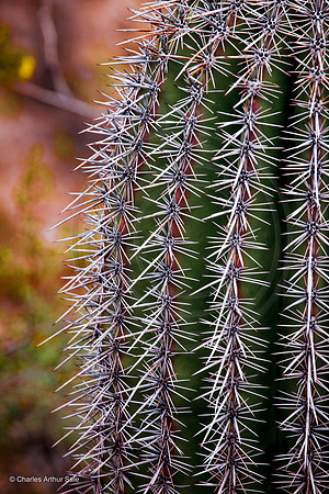 Barrel cactus, San Tan Mountain Regional Park, Arizona