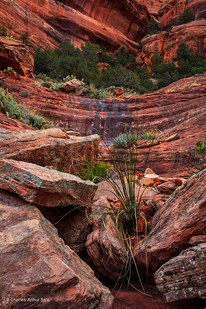 Dry watercourse, Boynton Canyon, Red Rock Secret Mountain Wilderness, Coconino National Forest, Arizona