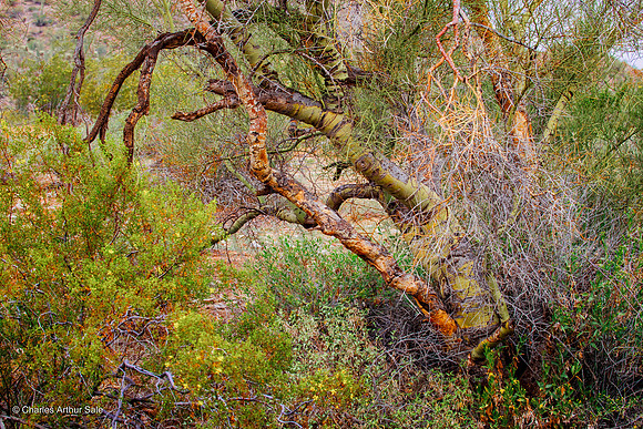 Leaning Palo Verde and Brittlebush, San Tan Mountain Regional Park, Arizona