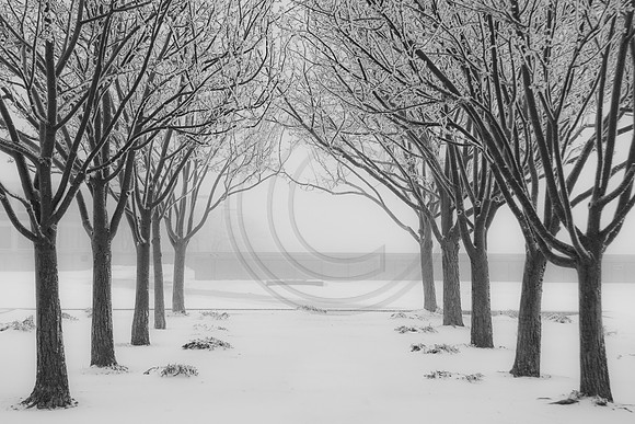 Trees in honor guard formation, US Air Force Academy, Colorado Springs