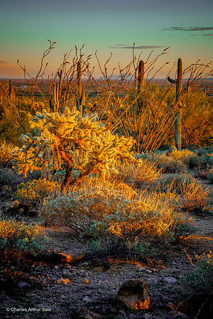 Cholla sunset, Usery Mountain Regional Park, Arizona