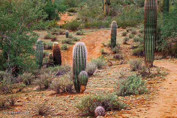 Varieties of Sonoran cactus. San Tan Mountain Regional Park, Arizona