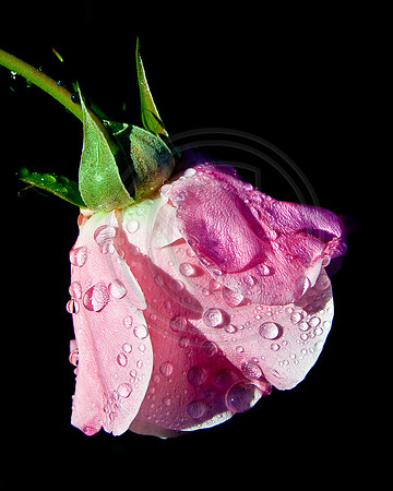 Rain drops on rose petals, Arcadia