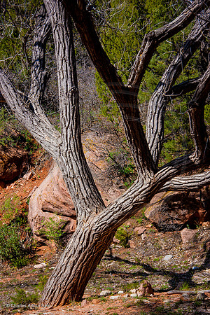 Tree balancing in front of rock, Kolob Terrace, Zion National Park