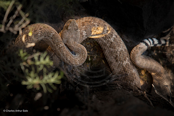 Arizona Western Diamondback Rattlesnake (Crotalus atrox, adult) hiding under tree, Second Water Trail from First Water TH, Superstition Wilderness Area, Tonto National Forest, Arizona