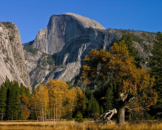 Trees under Half Dome, Yosemite National Park
