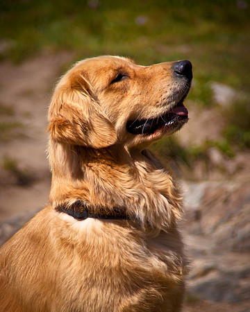 Golden observing her master, Lake Isabella