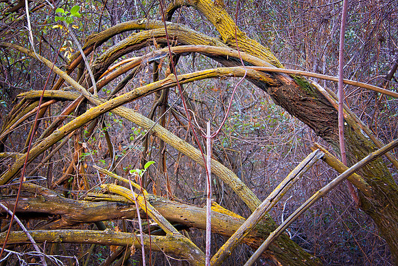 Moss-covered tree limbs, Monrovia Canyon