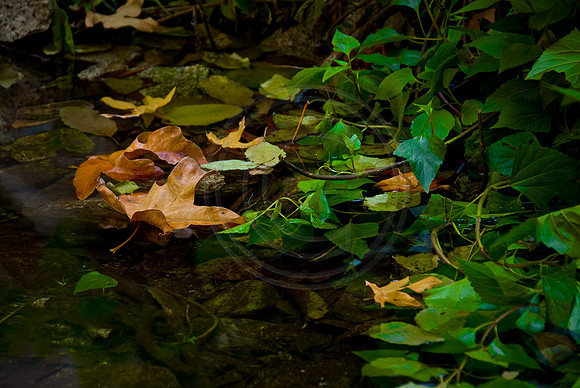 Leaf floating in pool, Mount Wilson Trail