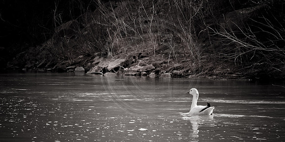 Duck floating on Colorado River near Moab, Utah