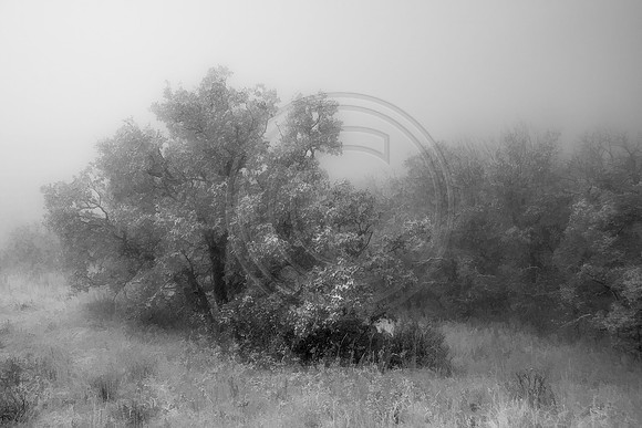 Frosty scrub oak in fog along the Graves Trail, Colorado Springs