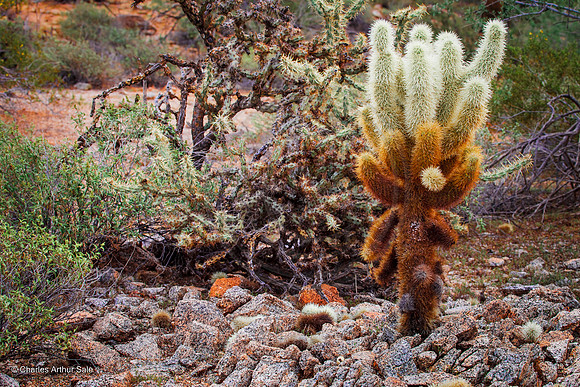 Teddy Bear Cholla, San Tan Mountain Regional Park, Arizona