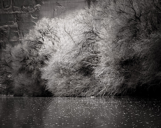 Coyote Willow along the banks of the Colorado River near Moab, Utah