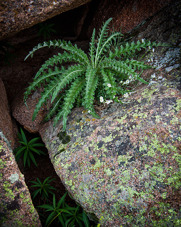 Alpine plants concealed in rocks near summit of Almagre Mountain
