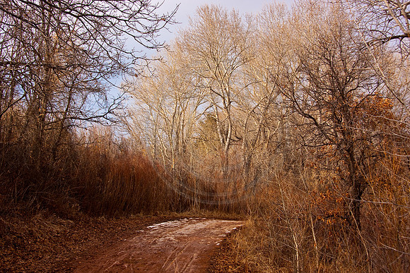 Leafless trees in winter, Santa Fe Trail, Colorado Springs