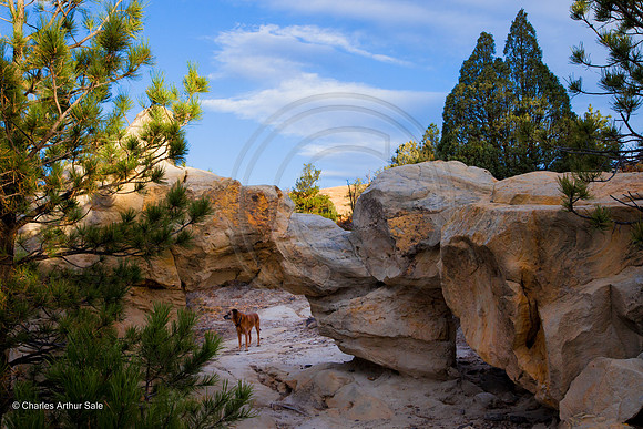 "Under the Arch" (Ute Valley, Colorado Springs)