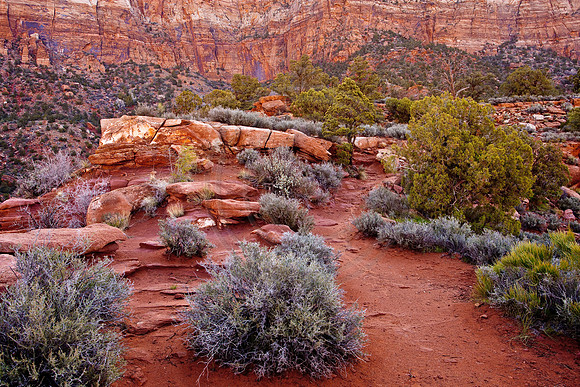 Sagebrush and juniper along the Watchman Trail, Zion Canyon, Zion National Park