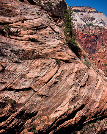 Colliding sandstone strata and tree, Hidden Canyon, Zion National Park