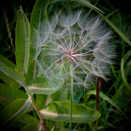 Dandelion among leaves along the Santa Fe Trail, Colorado Springs
