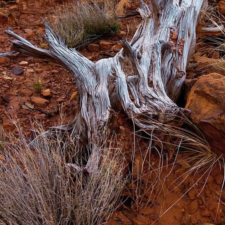 Ancient deadwood, Zion Canyon, Zion National Park