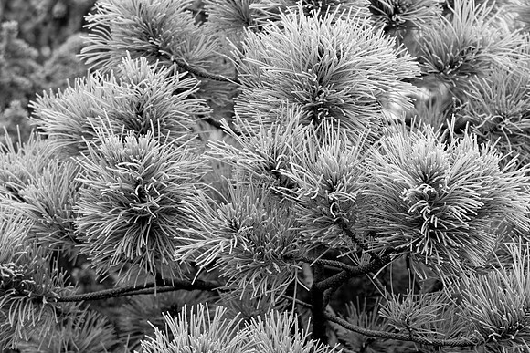 Frosted pine needles, Graves Trail, Colorado Springs