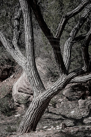 Tree balancing in front of rock, Kolob Terrace, Zion National Park