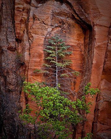 Evergreen tree framed in sandstone, Hidden Canyon, Zion National Park
