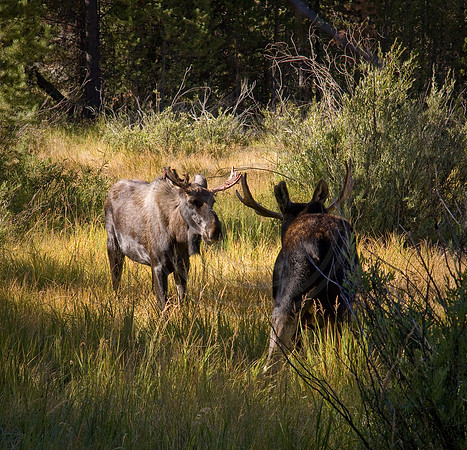 Sparring bulls, East Inlet, Grand Lake